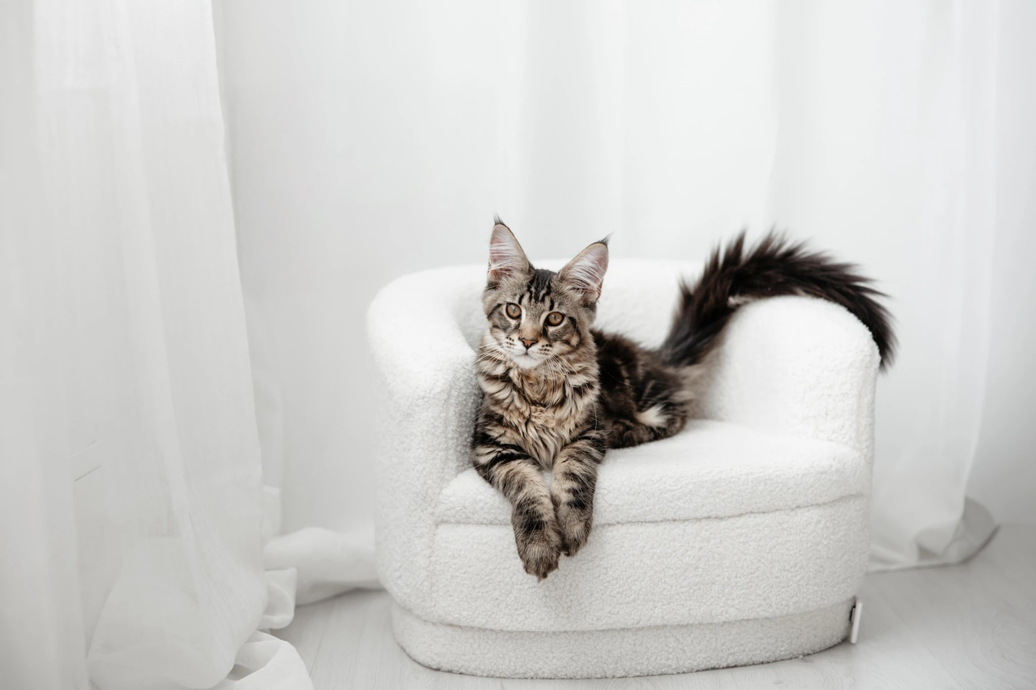 Фотосесия Домашни Любимци