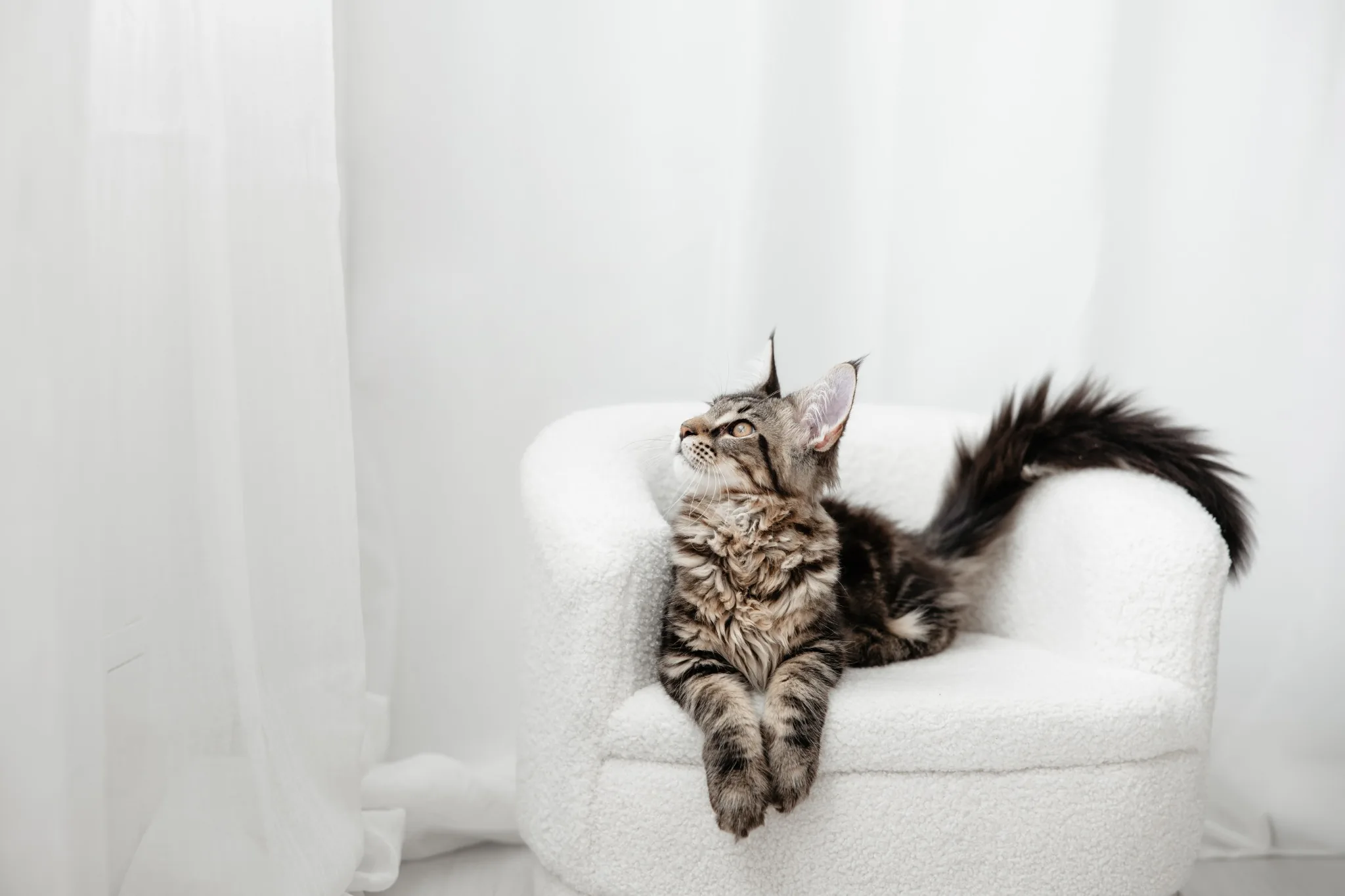 Котка на бяло кресло в студио