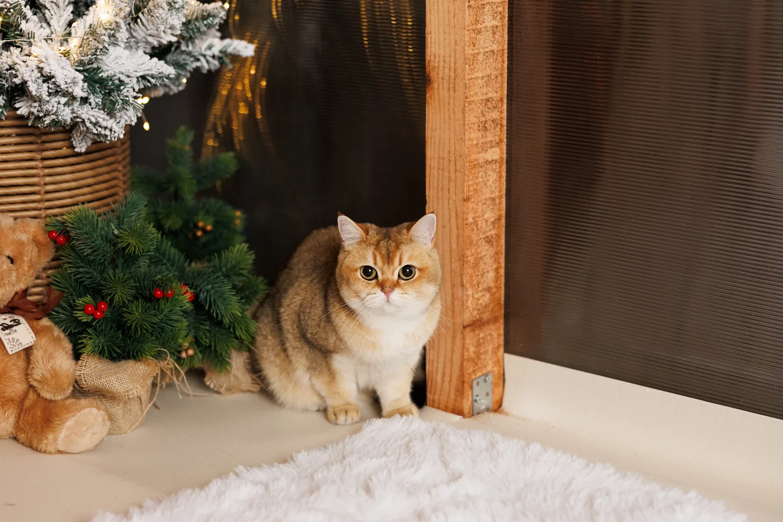 Коледен студиен портрет на златиста котка