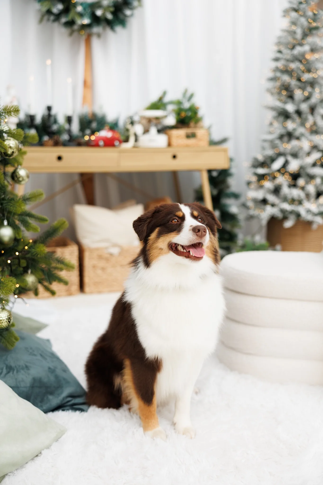 Куче в коледно студио – портрет