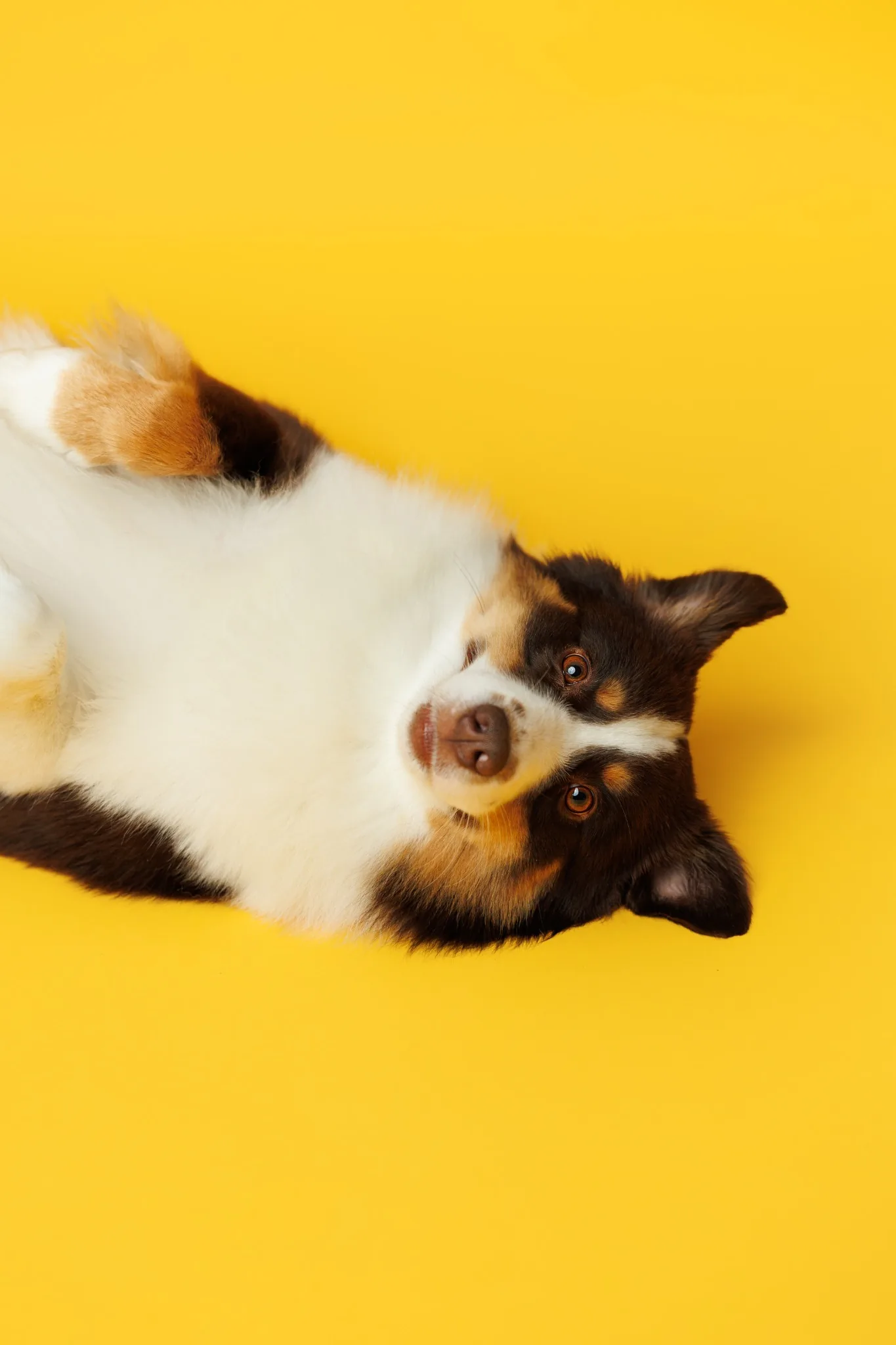 Студиен портрет на куче легнало на жълт фон