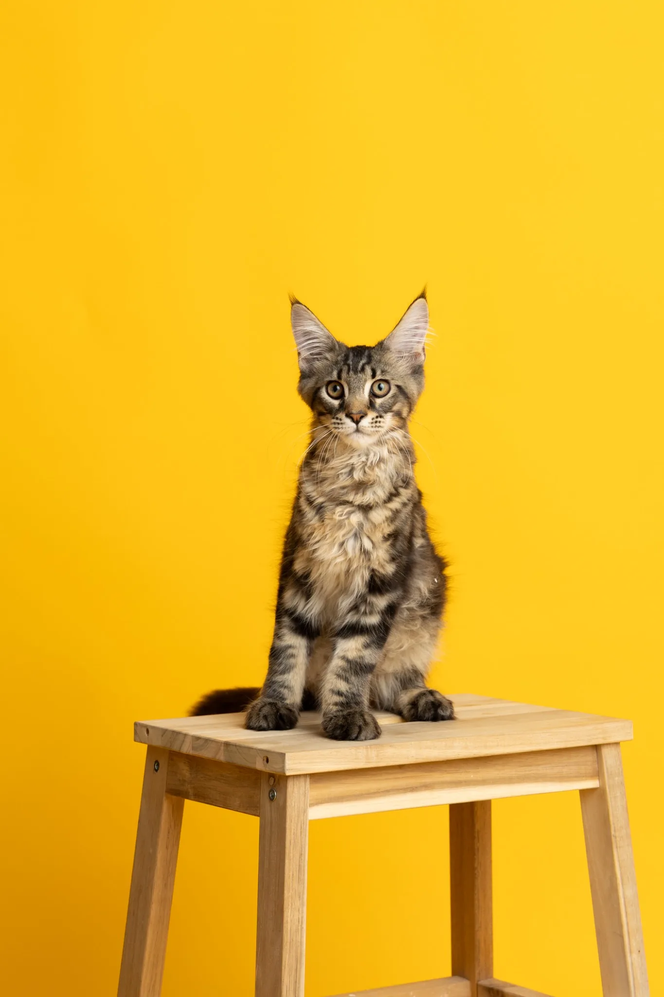Студиен портрет на котенце върху столче на жълт фон